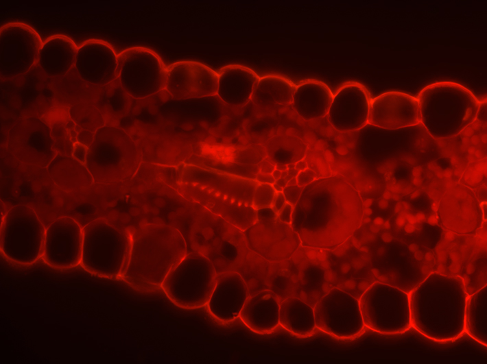 photomicrography by Michael Franklin